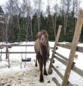 Bactrian camel. Two humped camel approaches the man. camel in the snow in winter. Camelus bactrianus Royalty Free Stock Photo