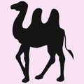 Bactrian camel two-humped vector
