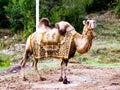 Bactrian camel under the patronage