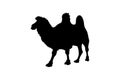 Bactrian camel, vector black color silhouette illustration for icon, logo, poster, banner. Two-humped camel, desert animal, Royalty Free Stock Photo