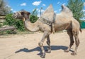 Bactrian camel. Royalty Free Stock Photo