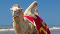 Bactrian camel walks on the beach with blue sky. Royalty Free Stock Photo