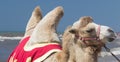 Bactrian camel walks on the beach with blue sky. Royalty Free Stock Photo