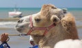 Bactrian camel walks on the beach with blue sky. Royalty Free Stock Photo