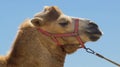 Bactrian camel walks on the beach with blue sky. Royalty Free Stock Photo