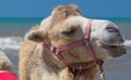 Bactrian camel walks on the beach with blue sky. Royalty Free Stock Photo