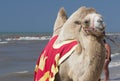 Bactrian camel walks on the beach with blue sky. Royalty Free Stock Photo