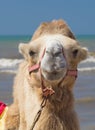 Bactrian camel walks on the beach with blue sky. Royalty Free Stock Photo