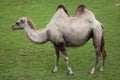 Bactrian camel (Camelus bactrianus). Royalty Free Stock Photo