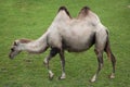 Bactrian camel (Camelus bactrianus). Royalty Free Stock Photo