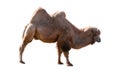 Bactrian Camel (Camelus bactrianus) Isolated on a White Background with Copy Text Space. Royalty Free Stock Photo