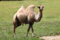 Bactrian camel (Camelus bactrianus). Royalty Free Stock Photo
