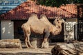 Bactrian camel at the zoo