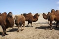 Bactrian camels in the barren desert, Gobi Desert in Umnugovi, Mongolia.