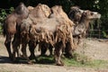 Bactrian camels (Camelus bactrianus).