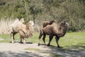 Bactrian camels, Camelus bactrianus is a large, even-toed ungulate native to the steppes of Central Asia Royalty Free Stock Photo