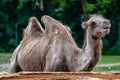 Bactrian camel, Camelus bactrianus in a german zoo Royalty Free Stock Photo