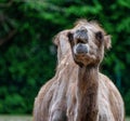 Bactrian camel, Camelus bactrianus in a german zoo Royalty Free Stock Photo