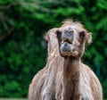 Bactrian camel, Camelus bactrianus in a german zoo Royalty Free Stock Photo