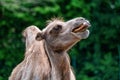 Bactrian camel, Camelus bactrianus in a german zoo Royalty Free Stock Photo