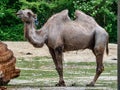 Bactrian camel, Camelus bactrianus in a german zoo Royalty Free Stock Photo