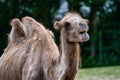 Bactrian camel, Camelus bactrianus in a german zoo Royalty Free Stock Photo