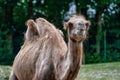 Bactrian camel, Camelus bactrianus in a german zoo Royalty Free Stock Photo