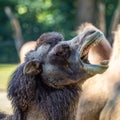 Bactrian camel  Camelus bactrianus in a german zoo Royalty Free Stock Photo