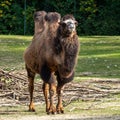 Bactrian camel, Camelus bactrianus in a german park Royalty Free Stock Photo