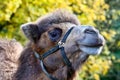 Bactrian camel, Camelus bactrianus in a german park Royalty Free Stock Photo