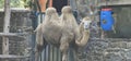 Bactrian camels (Camelus bactrianus) in a zoo and animal park Royalty Free Stock Photo