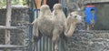 Bactrian camels (Camelus bactrianus) in a zoo and animal park Royalty Free Stock Photo