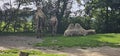 Bactrian camels (Camelus bactrianus) in a zoo and animal park Royalty Free Stock Photo