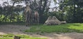 Bactrian camels (Camelus bactrianus) in a zoo and animal park Royalty Free Stock Photo