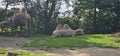 Bactrian camels (Camelus bactrianus) in a zoo and animal park Royalty Free Stock Photo