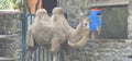 Bactrian camels (Camelus bactrianus) in a zoo and animal park Royalty Free Stock Photo