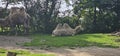 Bactrian camels (Camelus bactrianus) in a zoo and animal park Royalty Free Stock Photo