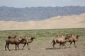 The Bactrian Camels with the Khongor Sand Dunes and the Desert Mountain in the Background, Gobi Desert.