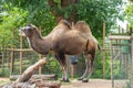 Bactrian Camels at London Zoo.The Bactrian camel Camelus bactrianus is a large, even toed ungulate native to the steppes of Royalty Free Stock Photo