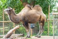 Bactrian Camels at London Zoo.The Bactrian camel Camelus bactrianus is a large, even toed ungulate native to the steppes of Royalty Free Stock Photo