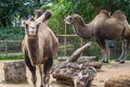 Bactrian Camels at London Zoo.The Bactrian camel Camelus bactrianus is a large, even toed ungulate native to the steppes of Royalty Free Stock Photo