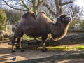 Bactrian Camels at London Zoo, UK