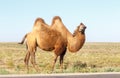 Bactrian camels near the road