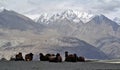 Bactrian camels in Nubra Valley
