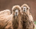 Bactrian Camels Royalty Free Stock Photo