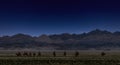 Bactrian Camels on a pasture in Mongolia at night. Panorama of the pasture. Source of meat, milk and wool. Camel down, a favorite Royalty Free Stock Photo