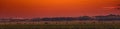 Bactrian Camels on a pasture in Mongolia at sunset. Panorama of the pasture. Source of meat, milk and wool. Camel down, a favorite Royalty Free Stock Photo