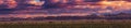 Bactrian Camels on a pasture in Mongolia at sunset. Panorama of the pasture. Source of meat, milk and wool. Camel down, a favorite Royalty Free Stock Photo