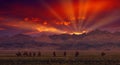 Bactrian Camels on a pasture in Mongolia at sunset. Panorama of the pasture. Source of meat, milk and wool. Camel down, a favorite Royalty Free Stock Photo