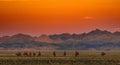 Bactrian Camels on a pasture in Mongolia at sunset. Panorama of the pasture. Source of meat, milk and wool. Camel down, a favorite Royalty Free Stock Photo